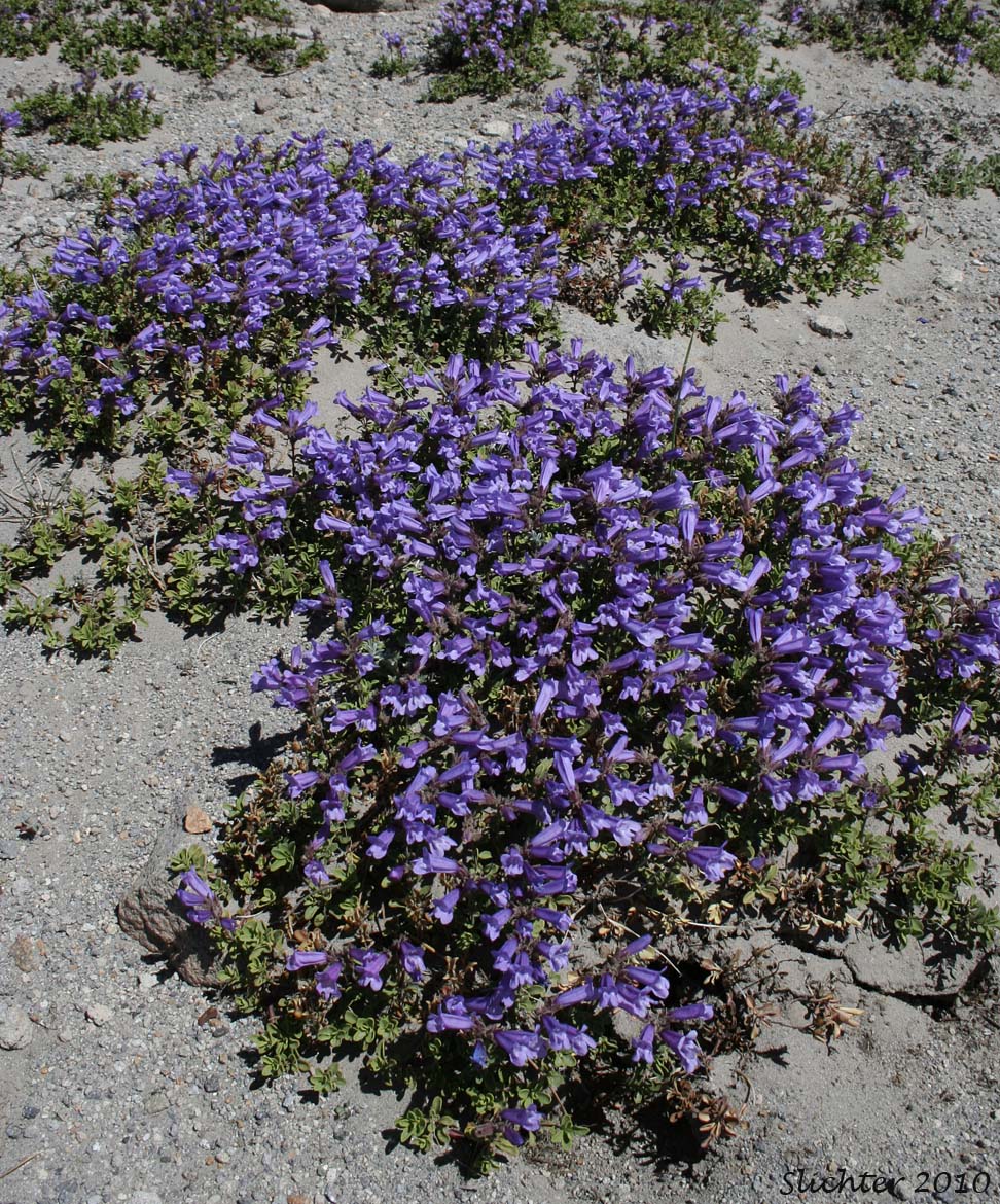 Davidson's Penstemon, Davidson's Beardtongue: Penstemon davidsonii var. davidsonii (Synonyms: Penstemon menziesii ssp. davidsonii, Penstemon menziesii ssp. thompsonii)