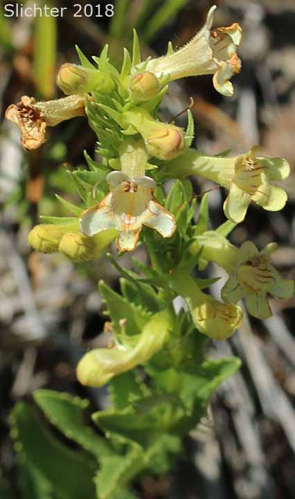 Hotrock Beardtongue, Hot-rock Penstemon, Scabland Penstemon: Penstemon deustus var. deustus (Synonym: Penstemon deustus ssp. deustus)