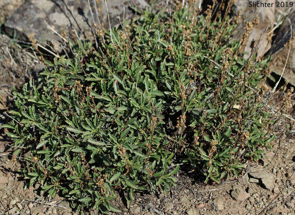 Hot-rock Penstemon, Lanceleaf Hotrock Beardtongue, Lanceleaf Hotrock Penstemon, Scorched Penstemon: Penstemon deustus var. pedicellatus (Synonyms: Penstemon deustus ssp. heterander, Penstemon deustus var. heterander)