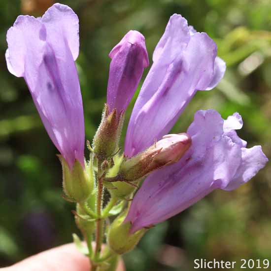 Bush Penstemon, Shrubby Penstemon: Penstemon fruticosus var. fruticosus (Synonym: Penstemon fruticosus ssp. fruticosus)