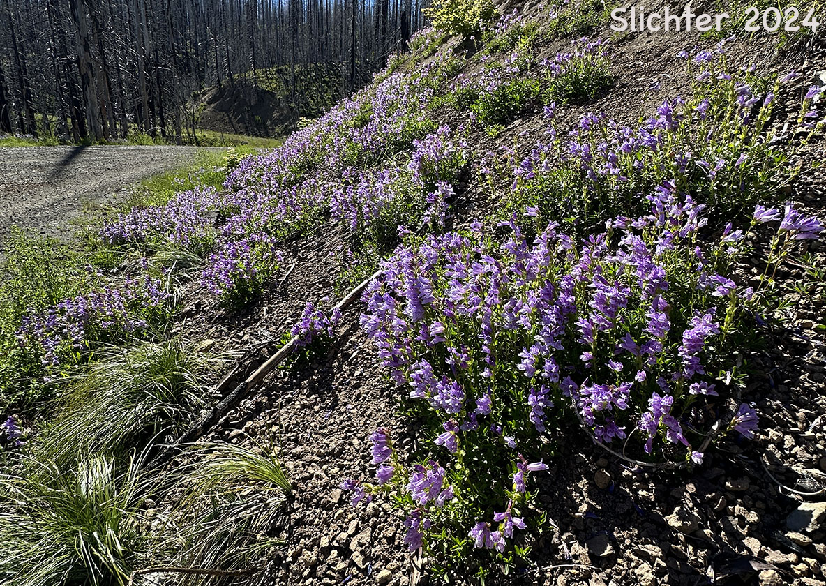 Bush Penstemon, Shrubby Penstemon: Penstemon fruticosus var. fruticosus (Synonym: Penstemon fruticosus ssp. fruticosus)