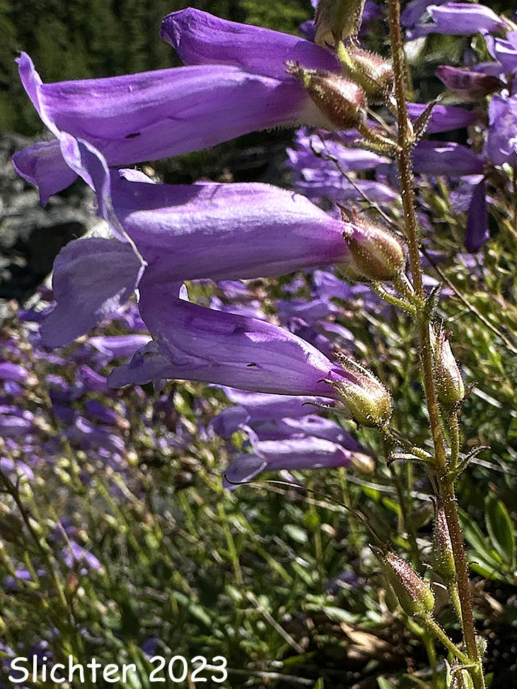 Bush Penstemon, Shrubby Penstemon: Penstemon fruticosus var. fruticosus (Synonym: Penstemon fruticosus ssp. fruticosus)