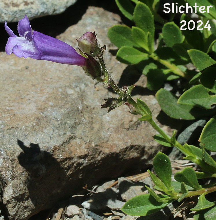 Bush Penstemon, Shrubby Penstemon: Penstemon fruticosus var. fruticosus (Synonym: Penstemon fruticosus ssp. fruticosus)
