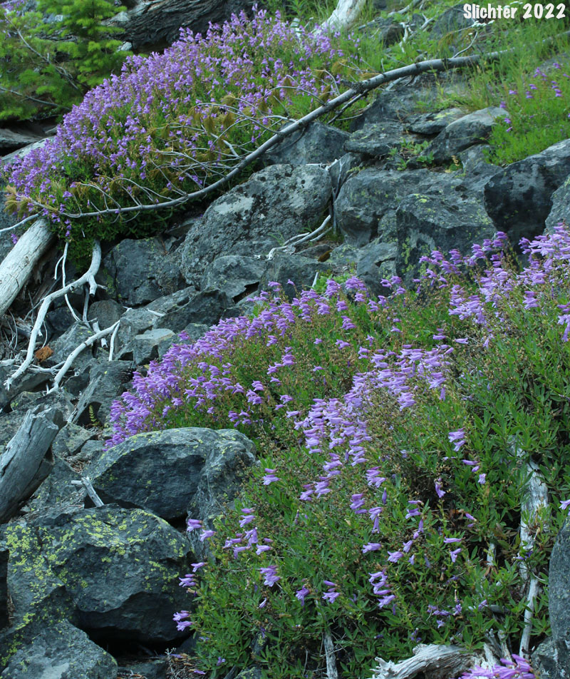 Bush Penstemon, Shrubby Penstemon: Penstemon fruticosus var. fruticosus (Synonym: Penstemon fruticosus ssp. fruticosus)