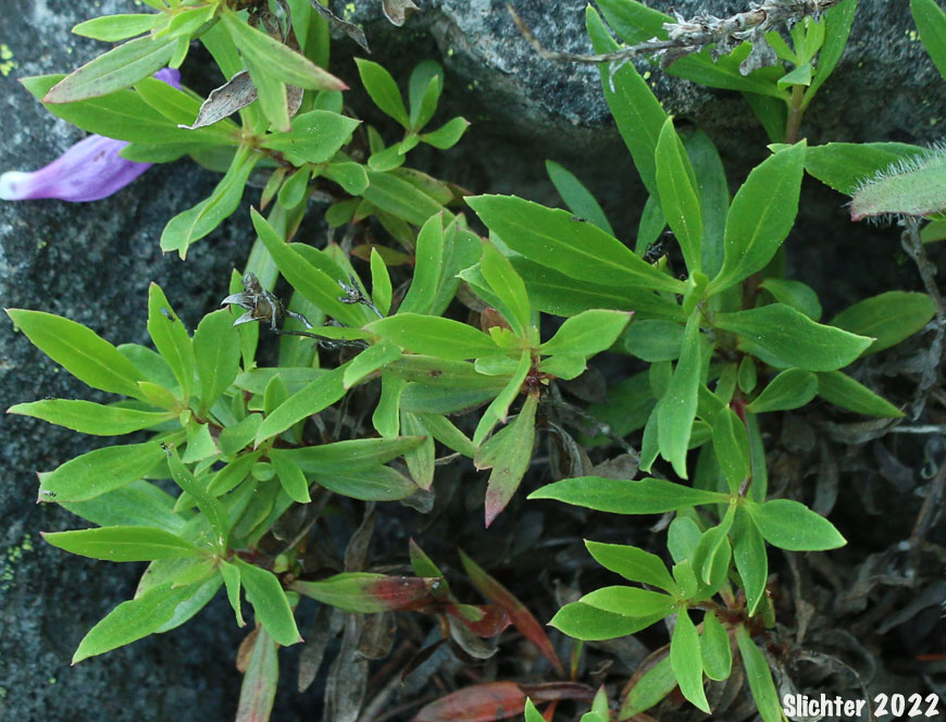 Bush Penstemon, Shrubby Penstemon: Penstemon fruticosus var. fruticosus (Synonym: Penstemon fruticosus ssp. fruticosus)