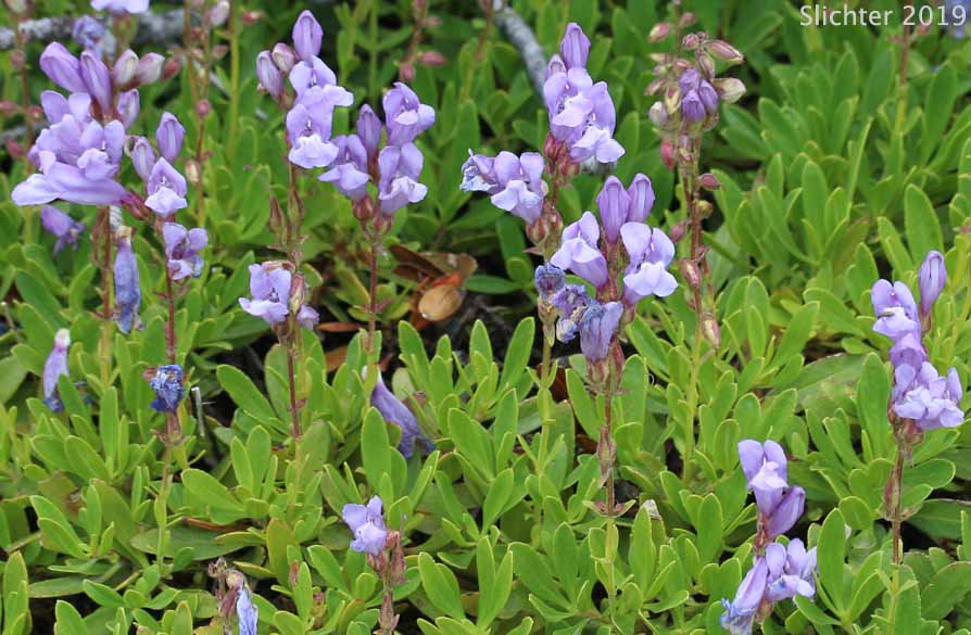 Bush Penstemon, Shrubby Penstemon: Penstemon fruticosus var. fruticosus (Synonym: Penstemon fruticosus ssp. fruticosus)