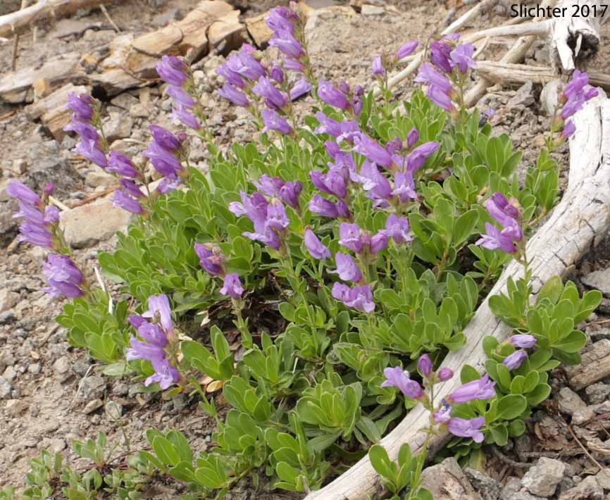 Bush Penstemon, Shrubby Penstemon: Penstemon fruticosus var. fruticosus (Synonym: Penstemon fruticosus ssp. fruticosus)