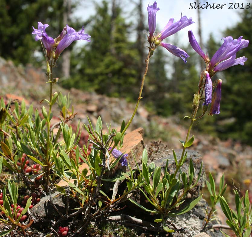 Bush Penstemon, Shrubby Penstemon: Penstemon fruticosus var. fruticosus (Synonym: Penstemon fruticosus ssp. fruticosus)