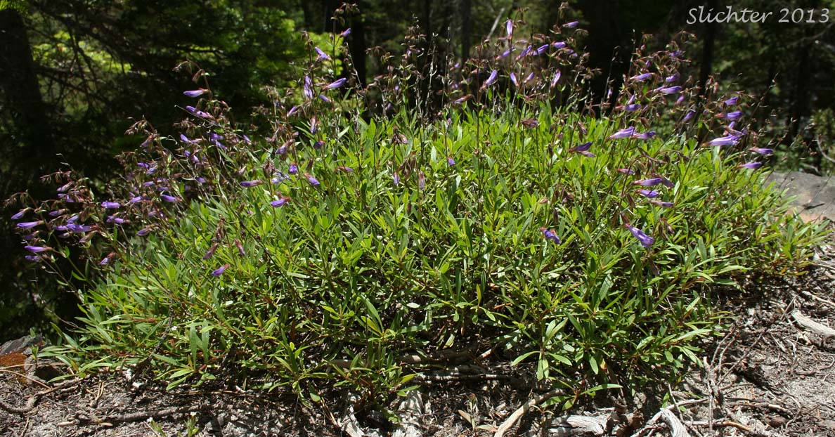 Bush Penstemon, Shrubby Penstemon: Penstemon fruticosus var. fruticosus (Synonym: Penstemon fruticosus ssp. fruticosus)