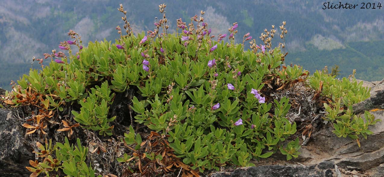 Bush Penstemon, Shrubby Penstemon: Penstemon fruticosus var. fruticosus (Synonym: Penstemon fruticosus ssp. fruticosus)