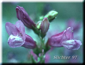 Bush Penstemon, Shrubby Penstemon: Penstemon fruticosus var. fruticosus (Synonym: Penstemon fruticosus ssp. fruticosus)
