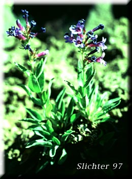 Shrubby Penstemon: Penstemon fruticosus var. fruticosus