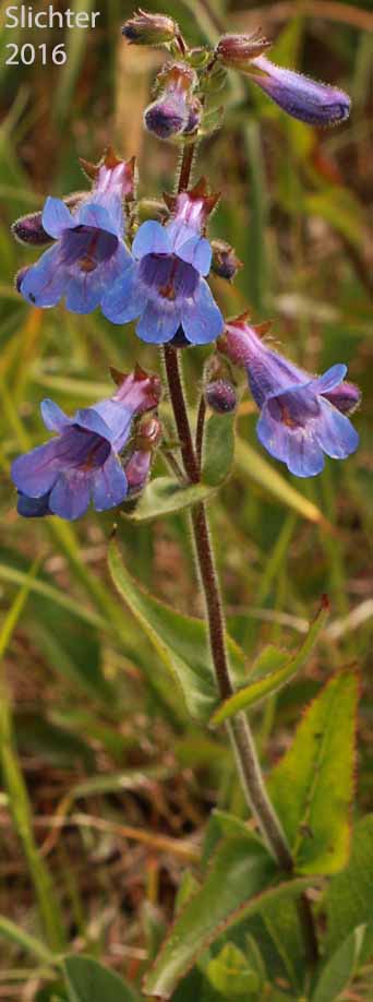 Inflorescence and upper stem leaf of Broad-leaf Penstemon, Broad-leaved Penstemon, Eggleaf Beardtongue, Egg-leaf Beardtongue, Egg-leaf Penstemon: Penstemon ovatus