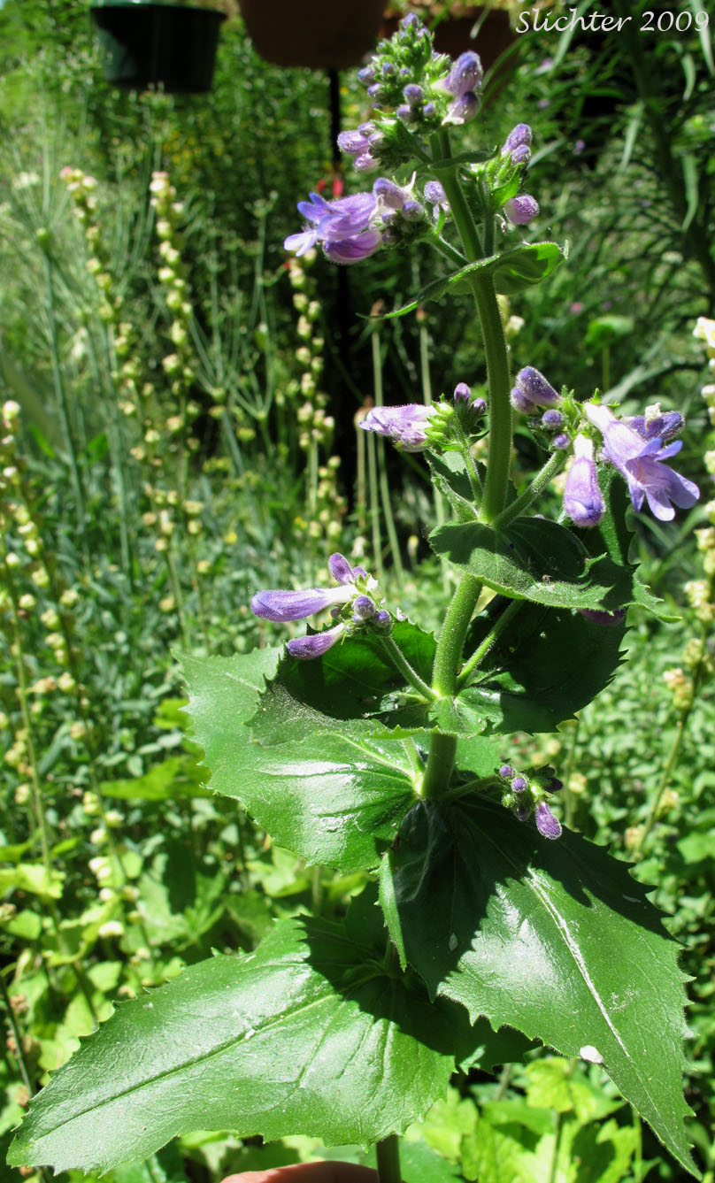 Broad-leaved Penstemon, Egg-leaf Beardtongue: Penstemon ovatus