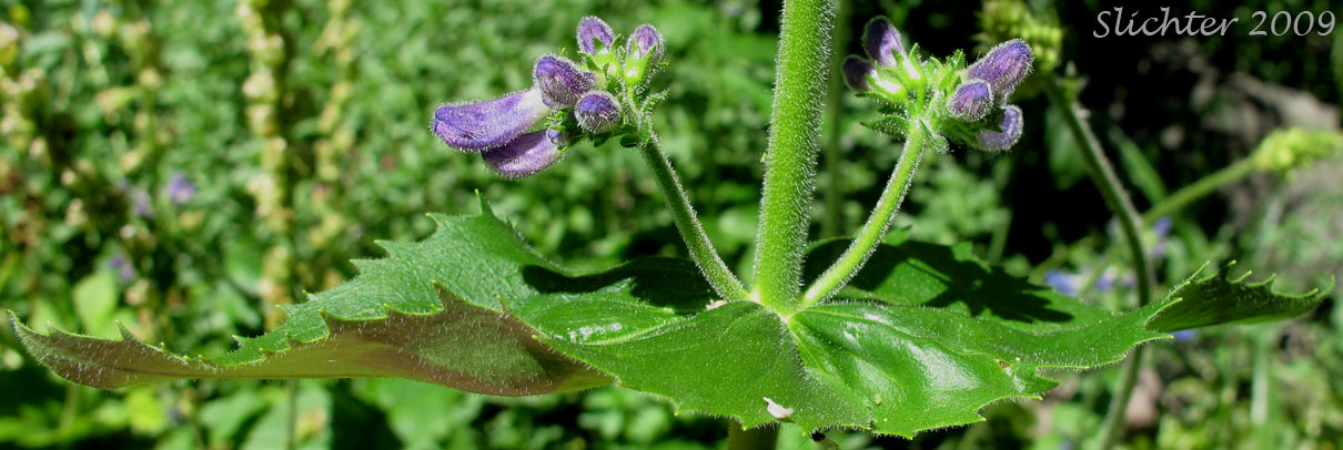 Clasping upper stem leaves of Broad-leaved Penstemon, Egg-leaf Beardtongue: Penstemon ovatus