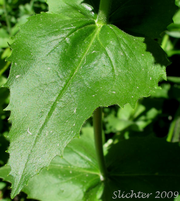 Stem leaf of Broad-leaved Penstemon, Egg-leaf Beardtongue: Penstemon ovatus
