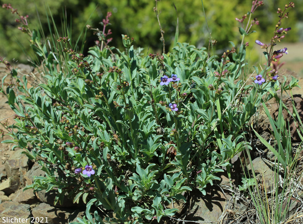 Small Azure Penstemon: Penstemon parvulus (Synonym: Penstemon azureus var. parvulus)