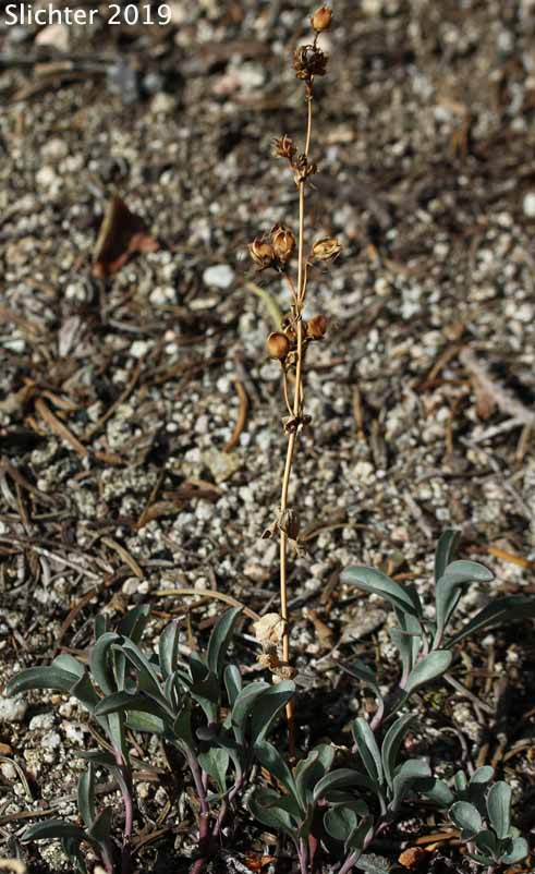 Small Azure Penstemon: Penstemon parvulus (Synonym: Penstemon azureus var. parvulus)