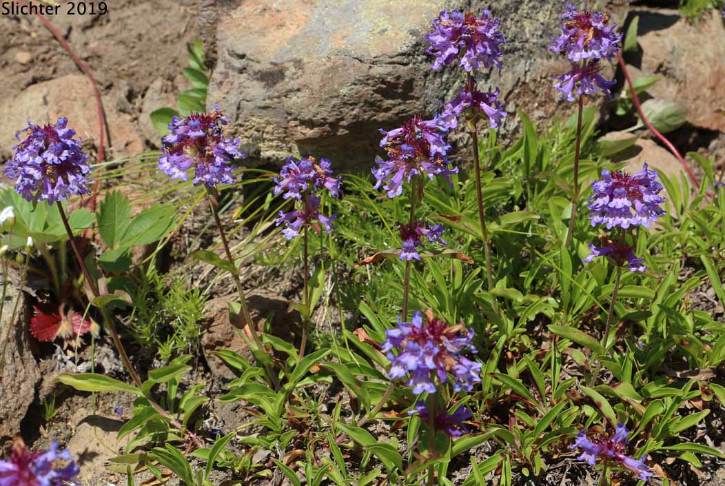 Small-flowered Penstemon, Small-leaved Penstemon, Tiny-bloom Penstemon, Tolmie's Penstemon: Penstemon procerus var. tolmiei