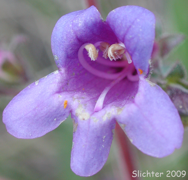 Roezl's Penstemon, Roezli's Penstemon: Penstemon roezlii (Synonyms: Penstemon laetus ssp. roezlii, Penstermon laetus var. roezlii)