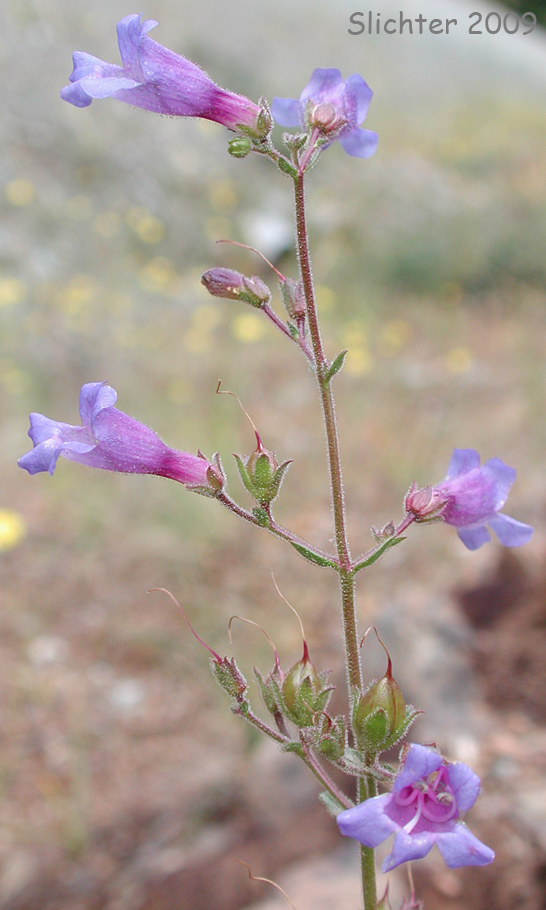 Roezl's Penstemon, Roezli's Penstemon: Penstemon roezlii (Synonyms: Penstemon laetus ssp. roezlii, Penstermon laetus var. roezlii)