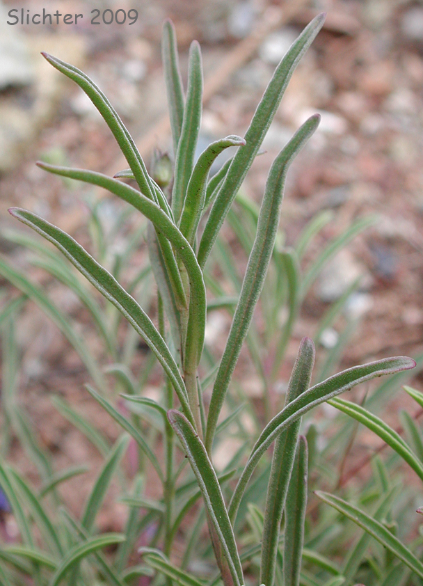 Roezl's Penstemon, Roezli's Penstemon: Penstemon roezlii (Synonyms: Penstemon laetus ssp. roezlii, Penstermon laetus var. roezlii)