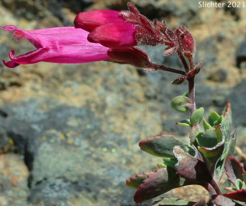 Cliff Beardtongue, Cliff Penstemon, Rock Penstemon: Penstemon rupicola (Synonym: Penstemon newberryi var. rupicola)