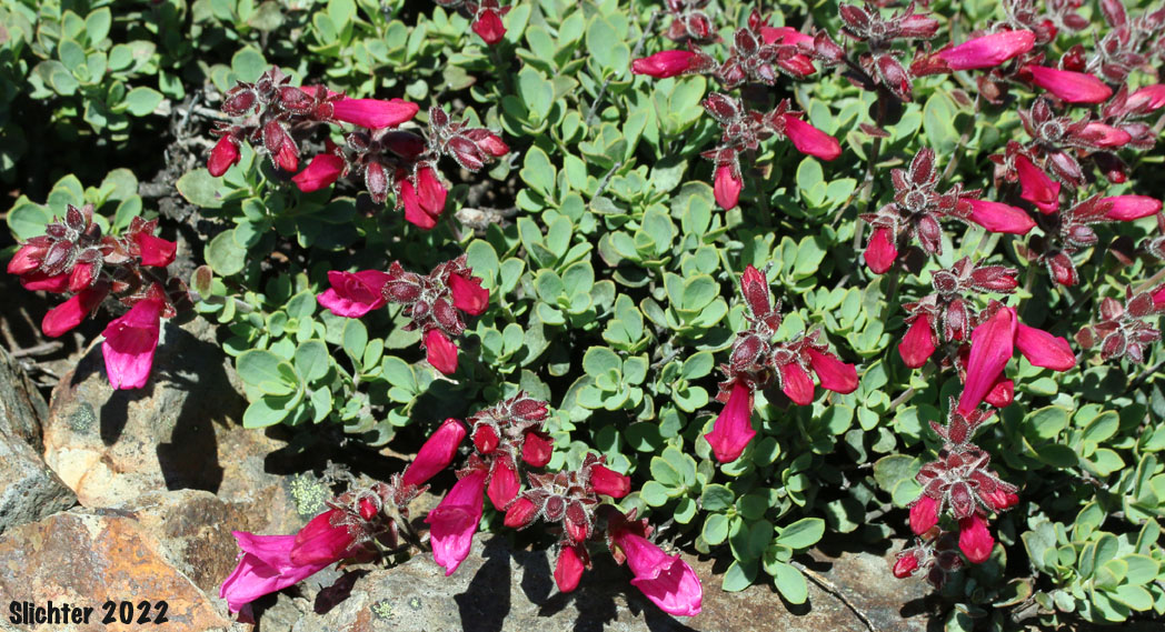 Cliff Beardtongue, Cliff Penstemon, Rock Penstemon: Penstemon rupicola (Synonym: Penstemon newberryi var. rupicola)
