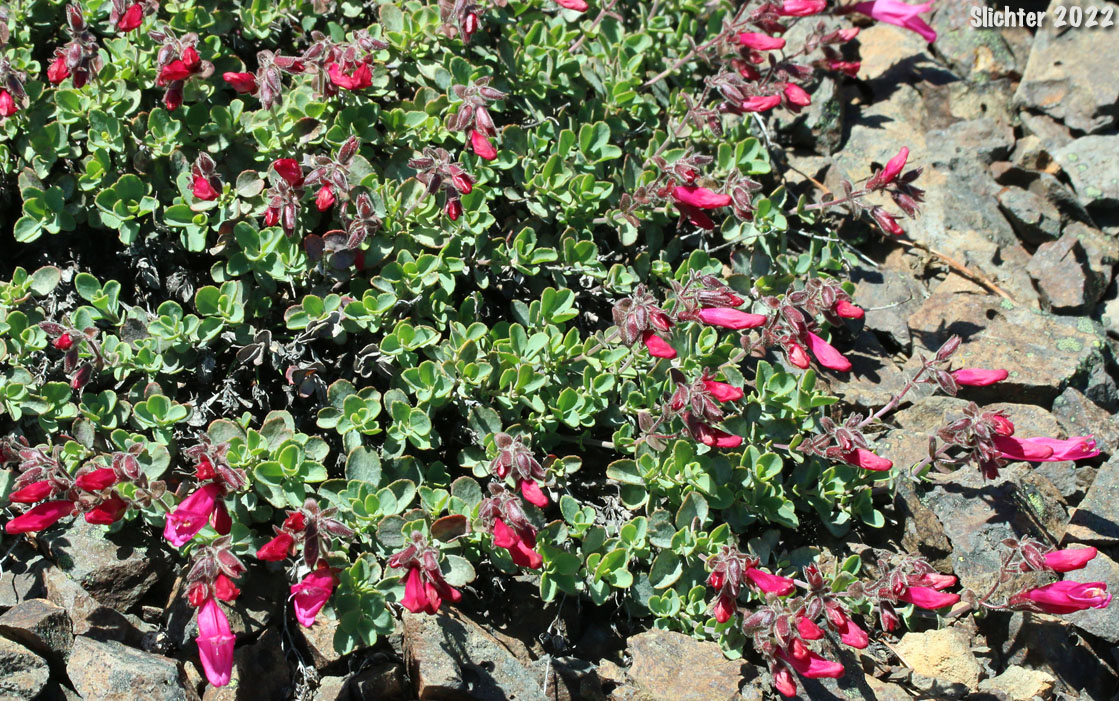 Cliff Beardtongue, Cliff Penstemon, Rock Penstemon: Penstemon rupicola (Synonym: Penstemon newberryi var. rupicola)