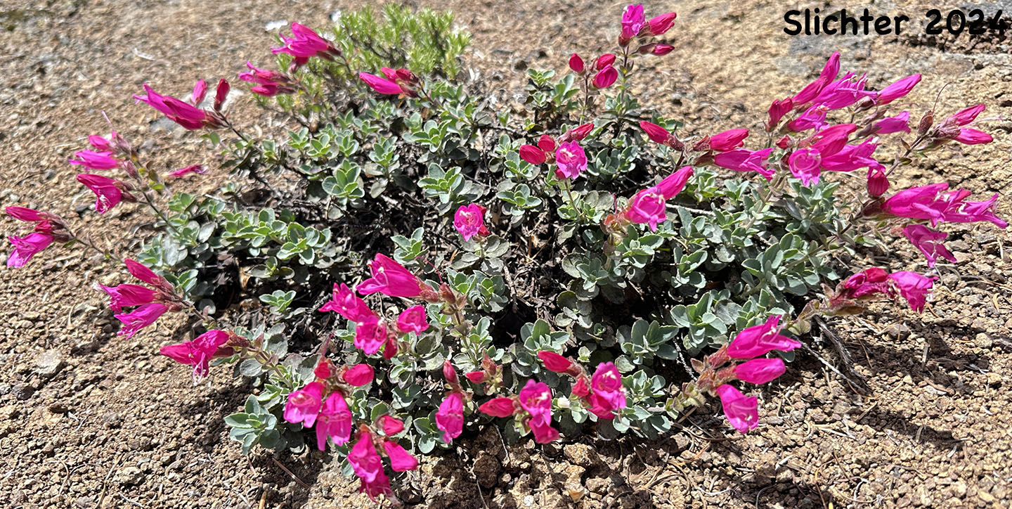 Cliff Beardtongue, Cliff Penstemon, Rock Penstemon: Penstemon rupicola (Synonym: Penstemon newberryi var. rupicola)