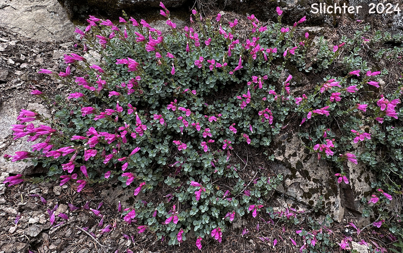 Cliff Beardtongue, Cliff Penstemon, Rock Penstemon: Penstemon rupicola (Synonym: Penstemon newberryi var. rupicola)