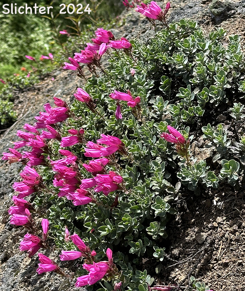 Cliff Beardtongue, Cliff Penstemon, Rock Penstemon: Penstemon rupicola (Synonym: Penstemon newberryi var. rupicola)