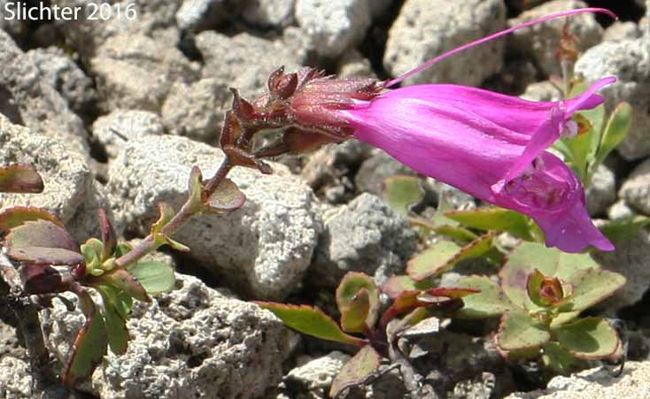 Cliff Beardtongue, Cliff Penstemon, Rock Penstemon: Penstemon rupicola (Synonym: Penstemon newberryi var. rupicola)