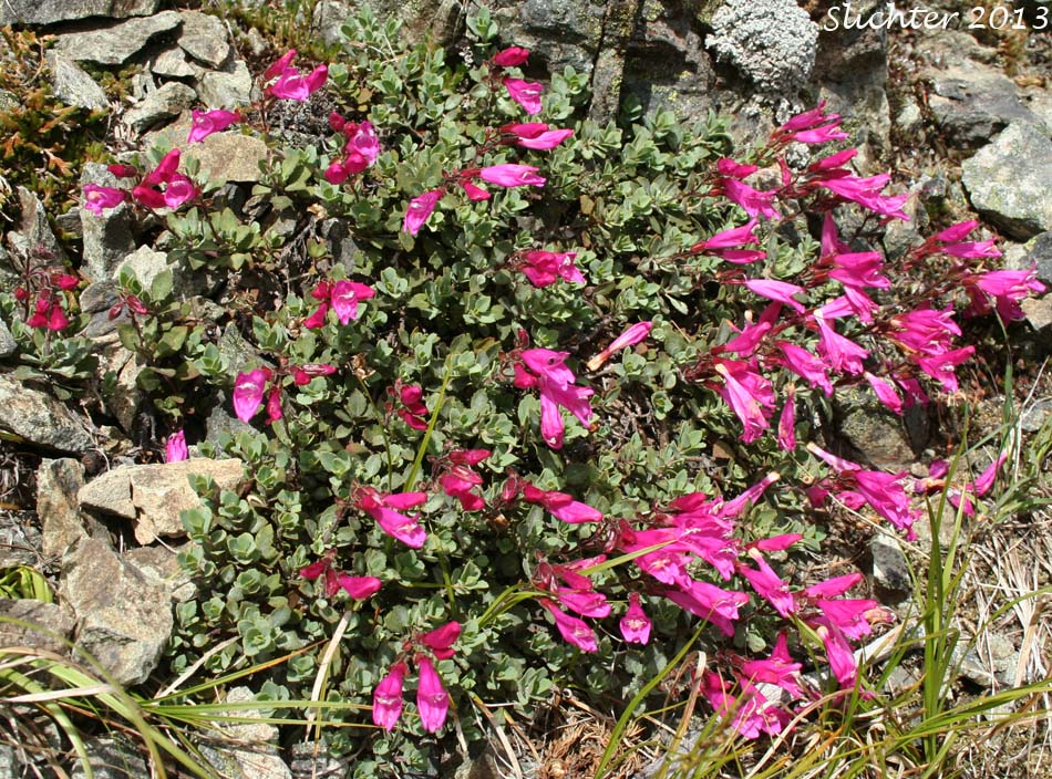 Cliff Beardtongue, Cliff Penstemon, Rock Penstemon: Penstemon rupicola (Synonym: Penstemon newberryi var. rupicola)
