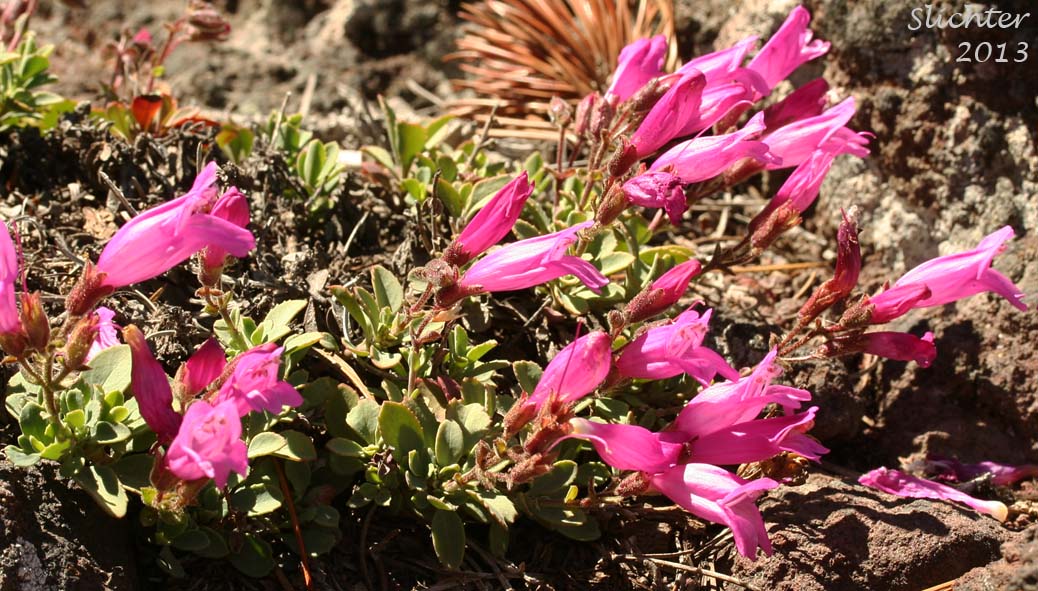Cliff Beardtongue, Cliff Penstemon, Rock Penstemon: Penstemon rupicola (Synonym: Penstemon newberryi var. rupicola)
