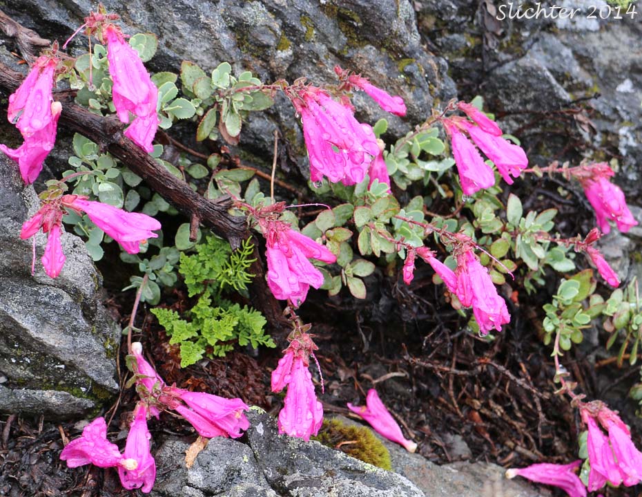 Cliff Beardtongue, Cliff Penstemon, Rock Penstemon: Penstemon rupicola (Synonym: Penstemon newberryi var. rupicola)