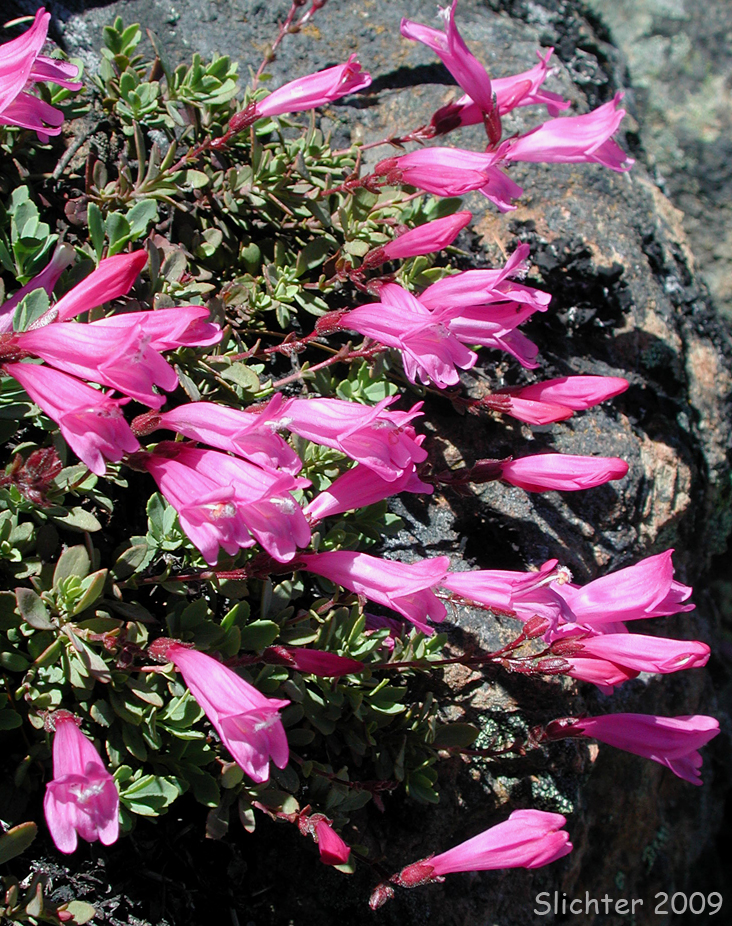 Cliff Beardtongue, Cliff Penstemon, Rock Penstemon: Penstemon rupicola (Synonym: Penstemon newberryi var. rupicola)
