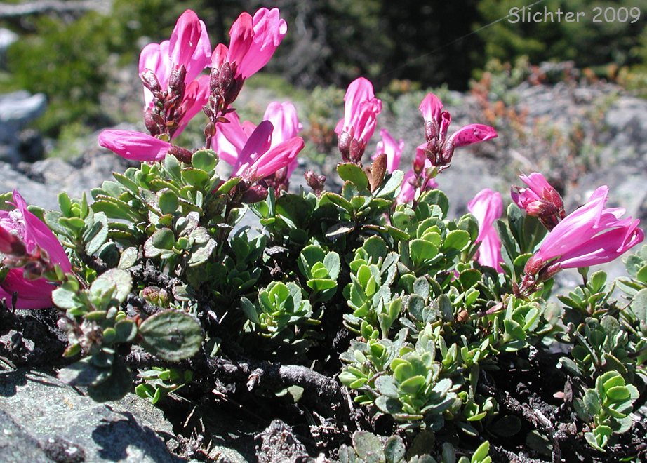 Cliff Beardtongue, Cliff Penstemon, Rock Penstemon: Penstemon rupicola (Synonym: Penstemon newberryi var. rupicola)