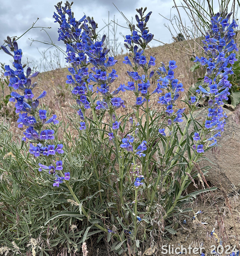 Royal Beardtongue, Royal Penstemon, Showy Penstemon: Penstemon speciosus (Synonym: Penstemon speciosus ssp. kennedyi)