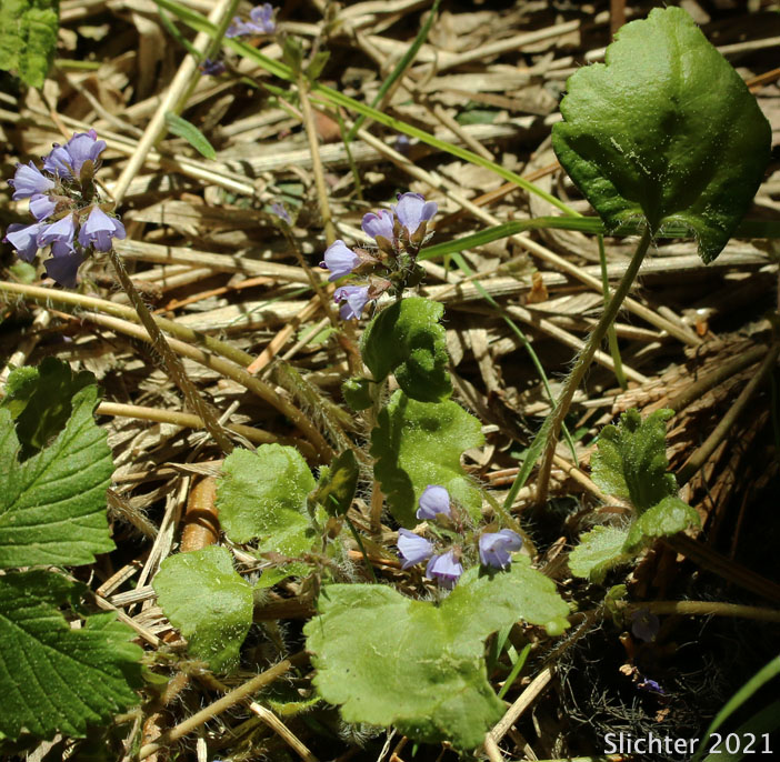 Round-leaved Kittentails, Snow Queen: Veronica regina-nivalis (Synonym: Synthyris reniformis, Synthyris reniformis var. reniformis)