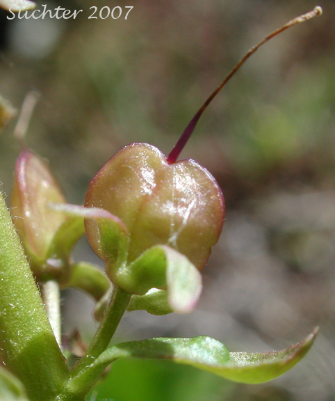 Western Mountain Kittentails, Columbia Synthyris: Synthyris missurica ssp. stellata
