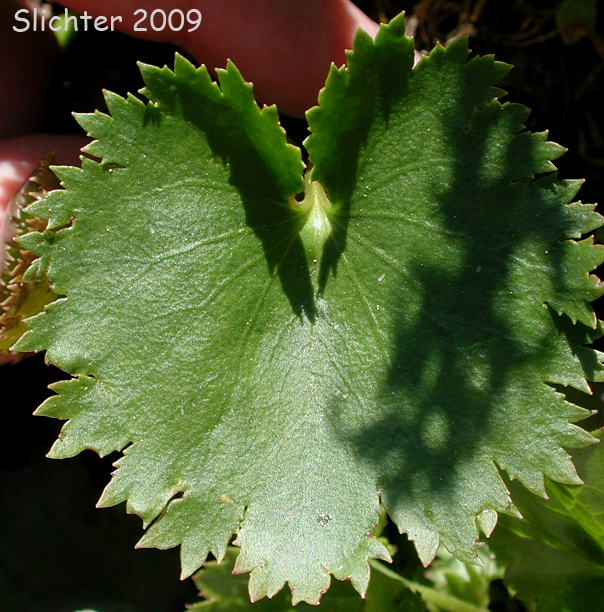 Western Mountain Kittentails, Columbia Synthyris, Starry Tailed Kittentails, Tailed Kittentails: Veronica missurica ssp. stellata (Synonym: Synthyris missurica ssp. stellata, Synthyris stellata)