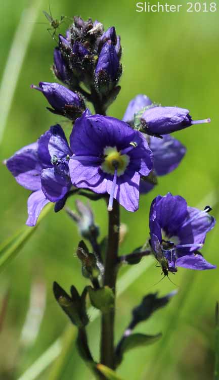 Inflorescence of Cusick's Speedwell: Veronica cusickii