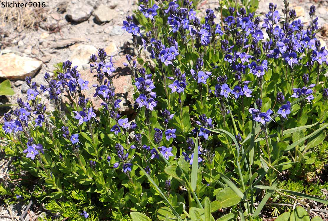 Cusick's Speedwell: Veronica cusickii