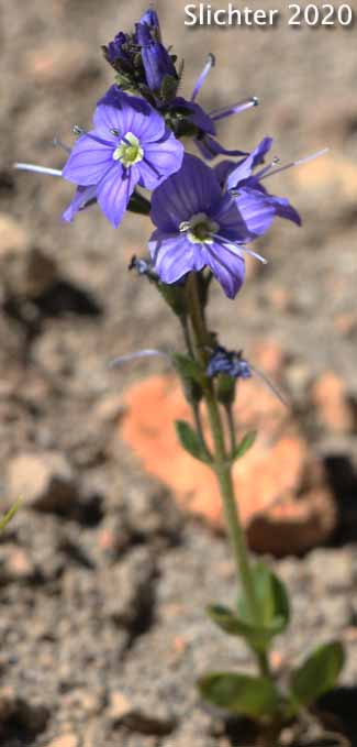 Cusick's Speedwell: Veronica cusickii