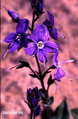 Cusick's Speedwell: Veronica cusickii