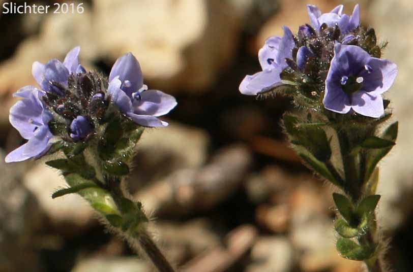 American Alpine Speedwell, Alpine Speedwell, Hairy Speedwell: Veronica wormskjoldii (Synonyms: Veronica alpina, Veronica wormskjoldii ssp. alterniflora, Veronica wormskjoldii var. wormskjoldii)