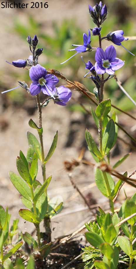 American Alpine Speedwell, Alpine Speedwell, Hairy Speedwell: Veronica wormskjoldii (Synonyms: Veronica alpina, Veronica wormskjoldii ssp. alterniflora, Veronica wormskjoldii var. wormskjoldii)