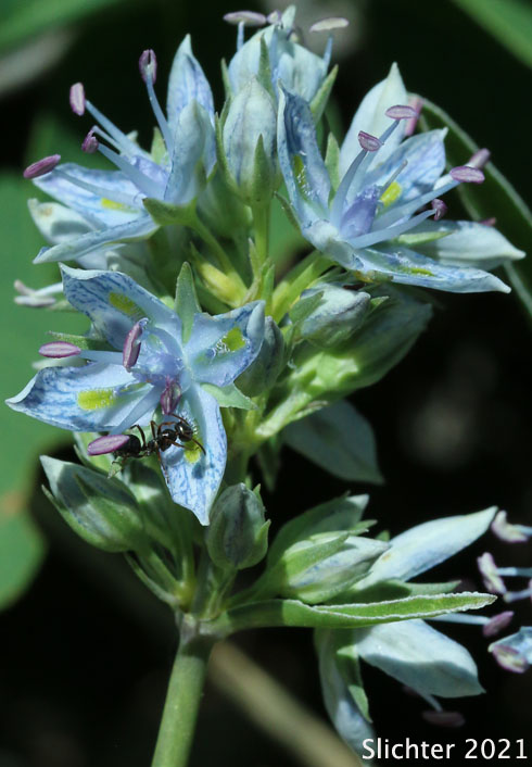 Columbia Frasera, White-stemmed Frasera: Frasera albicaulis var. columbiana (Synonyms: Frasera albicaulis ssp. columbiana, Swertia columbiana)