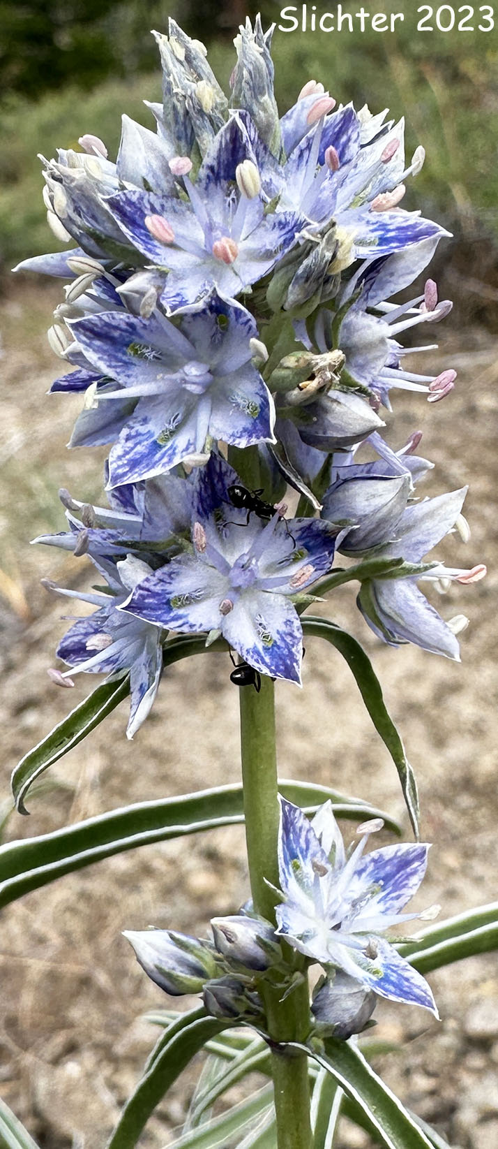Columbia Frasera, White-stemmed Frasera: Frasera albicaulis var. columbiana (Synonyms: Frasera albicaulis ssp. columbiana, Swertia columbiana)